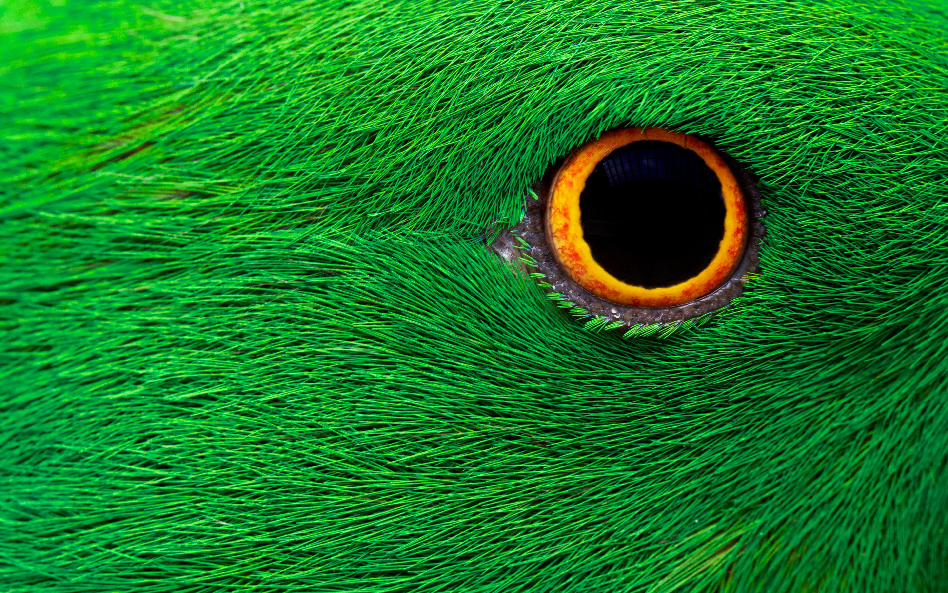 Parrot Eye HD 5K4429618805 - Parrot Eye HD 5K - Parrot, Eye, Breed